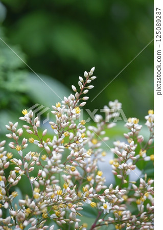 Nandina with white flowers 125089287