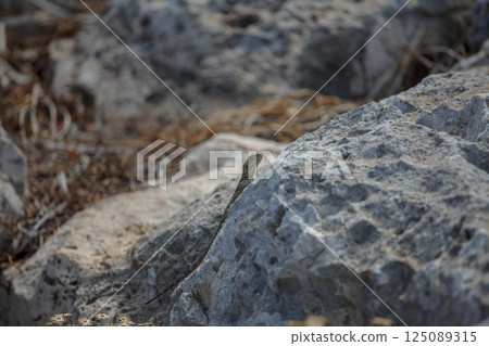 Lizard basking under the sun on rocky terrain in Ayia Napa, Cyprus during a warm afternoon Lizard basking under the sun on rocky terrain in Ayia Napa, Cyprus during a warm afternoon 125089315