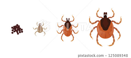 Mite life cycle showing growth from eggs to adult 125089348