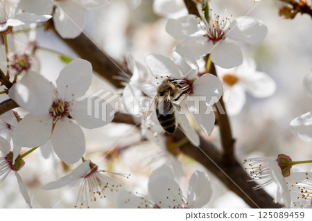 A Busy Bee Pollinating Beautiful Cherry Blossom Flowers During the Spring Season 125089459