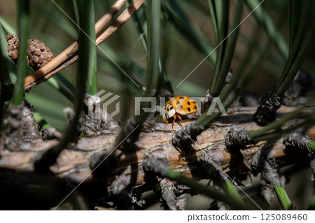 A Beautiful Ladybug Camouflaged Perfectly Among Pine Needles in the Serene Forest Environment A Beautiful Ladybug Camouflaged Perfectly Among Pine Needles in the Serene Forest Environment 125089460
