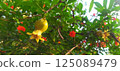 Pomegranate tree and fruit from Mexico 125089479
