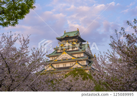 櫻花季夕陽映照下的大阪城天守閣 125089995