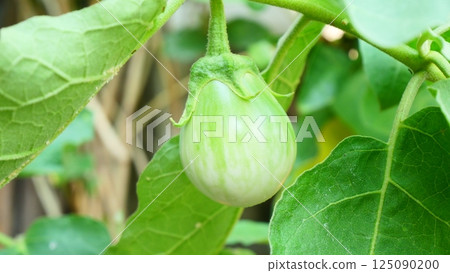Green and white eggplants are brittle on the tree Green and white eggplants are brittle on the tree 125090200