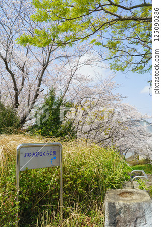 [千葉縣千葉市]大湯野櫻花公園和櫻花 125090286