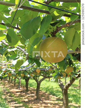 沒有花園 125090370