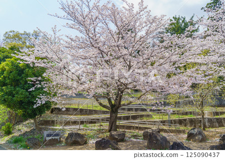 [千葉縣千葉市]有吉貝塚公園櫻花盛開 125090437