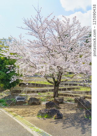 [Chiba City, Chiba Prefecture] Cherry blossoms blooming in Ariyoshi Kaizuka Park 125090438