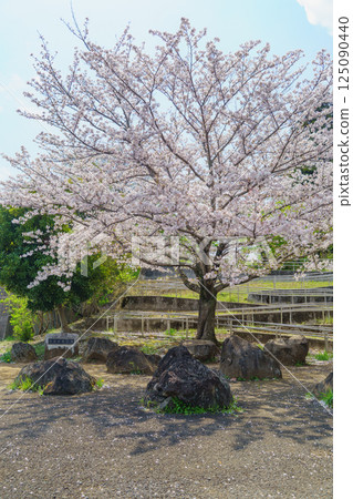 [千葉縣千葉市]有吉貝塚公園櫻花盛開 125090440