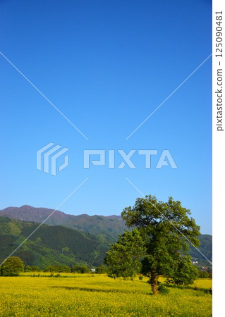 Sunny weather and rape blossoms 125090481