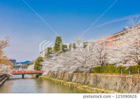 Okazaki Canal in full bloom in spring, Kyoto City 125090628