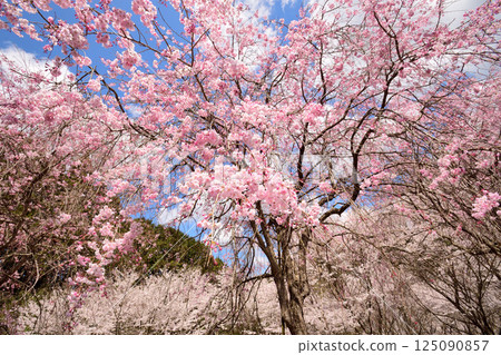 櫻花 125090857