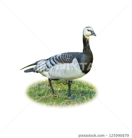A beautiful barnacle goose standing on green grass, isolated on white background, showcasing its unique black and white plumage. A beautiful barnacle goose standing on green grass, isolated on white background, showcasing its unique black and white plumage. 125090879