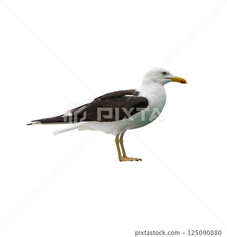 A large Great black-backed gull standing upright with yellow beak and dark wings, isolated on a white background, showing its full side profile. A large Great black-backed gull standing upright with yellow beak and dark wings, isolated on a white background, showing its full side profile. 125090880