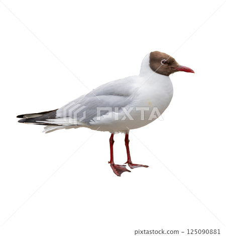 A black-headed gull standing gracefully, showing its red legs and beak, isolated on a white background for a clean and detailed view. A black-headed gull standing gracefully, showing its red legs and beak, isolated on a white background for a clean and detailed view. 125090881