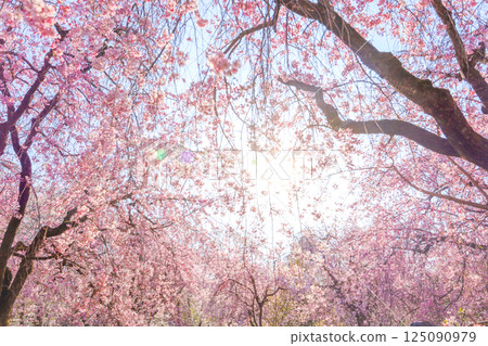 Spring evening sunlight and weeping cherry blossoms in full bloom 125090979