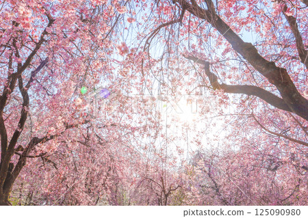 Spring evening sunlight and weeping cherry blossoms in full bloom 125090980