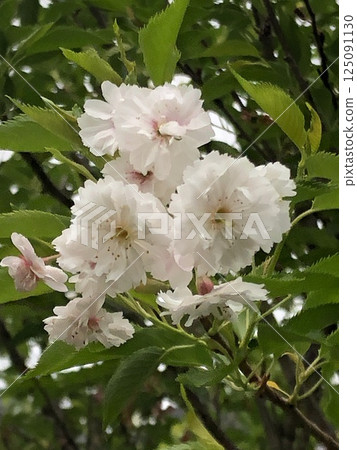 幸福櫻花 櫻花 新鮮綠葉 綠色 幸福櫻花 櫻花 新鮮綠葉 綠色 125091130