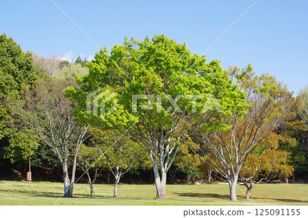 公園裡的櫸樹[清新的新綠] 125091155