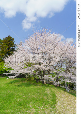 [千葉縣千葉市]有吉貝塚公園櫻花盛開 125091526