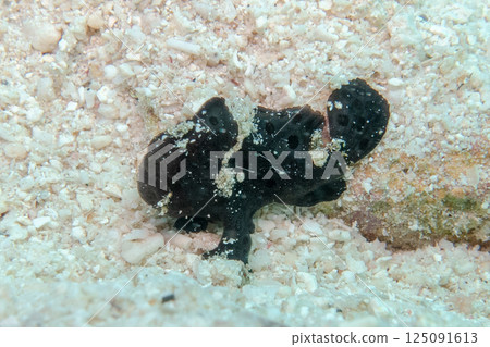 rog魚 rog魚 125091613