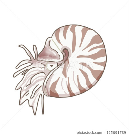Nautilus Nautilus 125091789