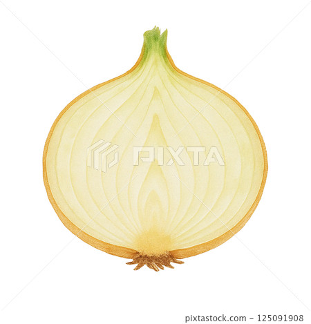 新洋蔥的橫截面插圖(切半,水彩風格,白色背景)/用於烹飪和營養指導 新洋蔥的橫截面插圖(切半,水彩風格,白色背景)/用於烹飪和營養指導 125091908