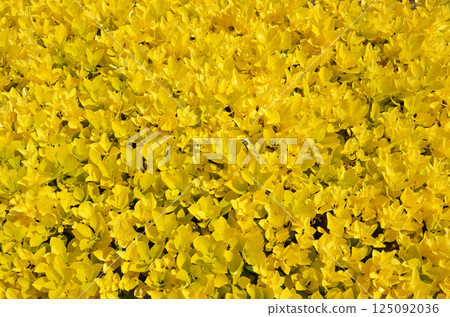 日本衛矛 125092036