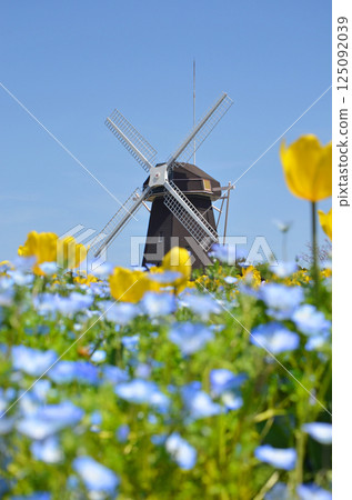 Windmill hill full of blooming tulips and nemophila 125092039
