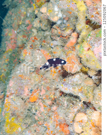 Cute juvenile striped wrasse. Hirizohama Nakagi Minamiizu Town Izu Peninsula Shizuoka Prefecture 2024 125092067
