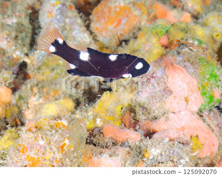 一隻可愛的幼年條紋瀨魚。 Hirizohama Nakagi 南伊豆鎮 伊豆半島 靜岡縣 2024 125092070