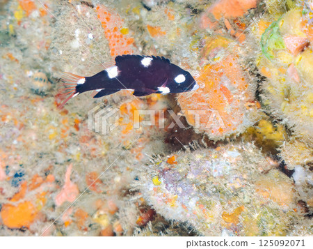 一隻可愛的幼年條紋瀨魚。 Hirizohama Nakagi 南伊豆鎮 伊豆半島 靜岡縣 2024 125092071