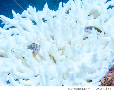 A pair of juvenile spotted hawkfish living on bleached coral. Hirizohama Nakagi Minamiizu Town Izu Peninsula Shizuoka Prefecture 2024 125092135