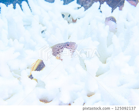 A pair of juvenile spotted hawkfish living on bleached coral. Hirizohama Nakagi Minamiizu Town Izu Peninsula Shizuoka Prefecture 2024 A pair of juvenile spotted hawkfish living on bleached coral. Hirizohama Nakagi Minamiizu Town Izu Peninsula Shizuoka Prefecture 2024 125092137