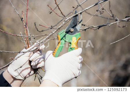 Female hands doing spring pruning of fruit trees with pruning shears, garden care Female hands doing spring pruning of fruit trees with pruning shears, garden care 125092173