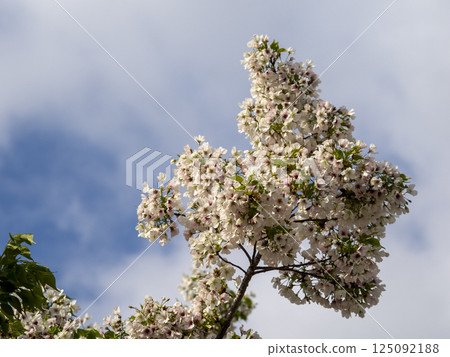 Blue sky and cherry blossoms Blue sky and cherry blossoms 125092188