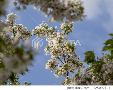 Blue sky and cherry blossoms Blue sky and cherry blossoms 125092195