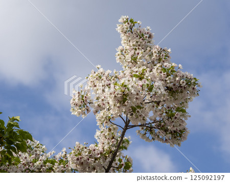 Blue sky and cherry blossoms Blue sky and cherry blossoms 125092197