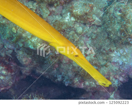 A hawk-eared sea bass in an underwater cave. Hirizohama Nakagi Minamiizu Town Izu Peninsula Shizuoka Prefecture 2024 125092223