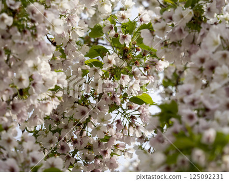 Cherry blossoms in the park starting to fall 125092231