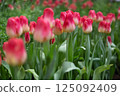 美麗的鬱金香，顏色從奶油色到紅色 125092409