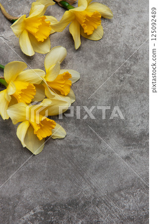 Yellow daffodils lying on gray stone background with copy space 125092489