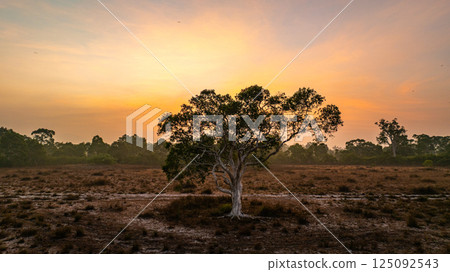 Aerial view of Scenic Sunrise Over Misty Savanna Landscape Aerial view of Scenic Sunrise Over Misty Savanna Landscape 125092543