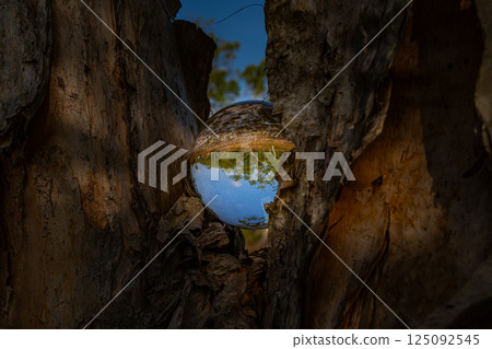 Inverted Forest Reflection in Glass Sphere Inverted Forest Reflection in Glass Sphere 125092545