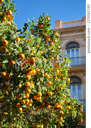 Orange tree with fruits on the street 125092595