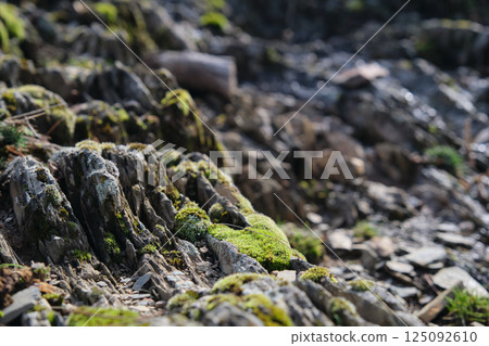 moss grew on the branches of the trees 125092610