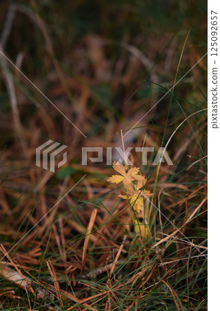 Mushrooms in the autumn forest among the grass Mushrooms in the autumn forest among the grass 125092657