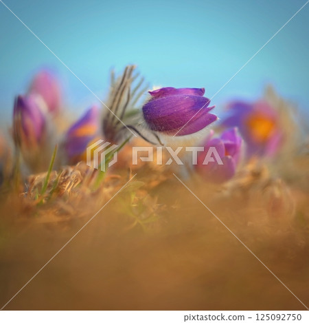 Nice little purple flower in the spring. Beautiful nature background for spring time on the meadow. Pasqueflower flower (Pulsatilla grandis) Nice little purple flower in the spring. Beautiful nature background for spring time on the meadow. Pasqueflower flower (Pulsatilla grandis) 125092750
