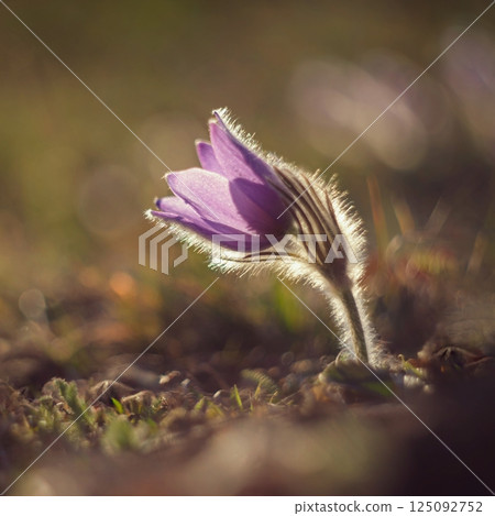 Spring background with flowers in meadow. Pasque Flower (Pulsatilla grandis) 125092752