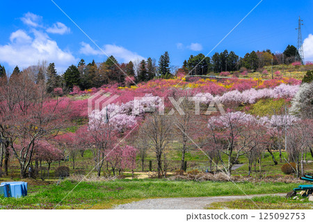 開花的山 開花的山 125092753